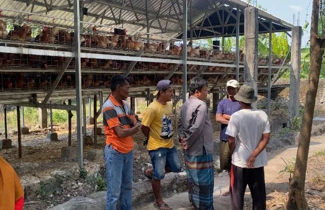 Ilustrasi kandang ayam bumdes untuk artikel Kandang Ayam Bumdes di Tuwiri Wetan Diprotes Warga