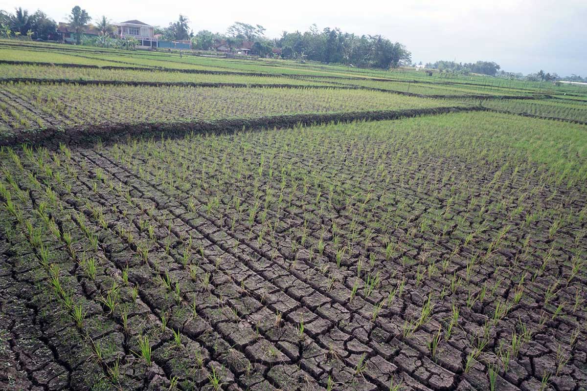 Ilustrasi asuransi sawah padi untuk artikel Asuransi sawah padi: Purbalingga Asuransikan 1.950 Ha Sawah Padi